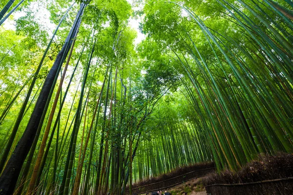 Arashiyama Ville Forêt Bambous Voyage Avec Sentier Kyoto Japon — Photo