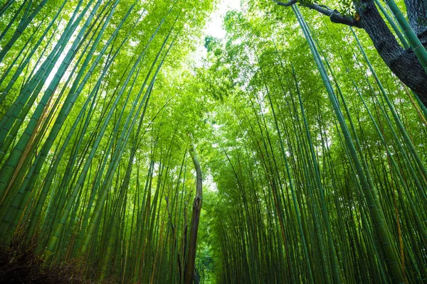 Arashiyama Stad Van Bamboe Bos Reizen Met Pad Kyoto Japan — Stockfoto