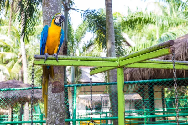 Colorful Macaw Bird Tropical Rain Forest Parrot Nature — Stock Photo, Image