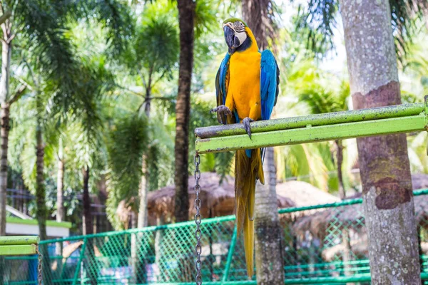 Барвистий Птах Макао Вологому Тропічному Лісі Папуга Природі — стокове фото