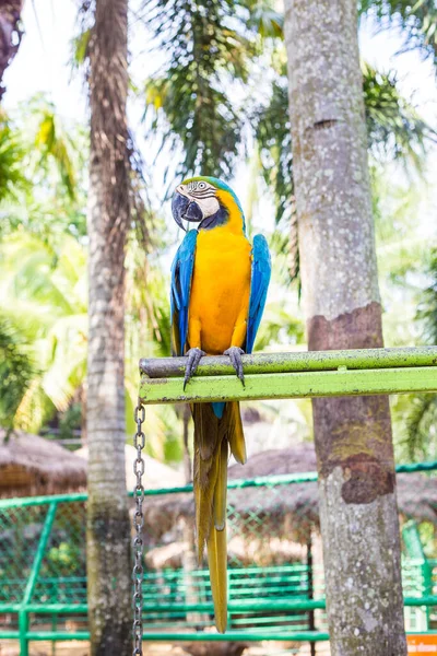 Kolorowy Ptak Macaw Tropikalnym Lesie Deszczowym Papuga Przyrodzie — Zdjęcie stockowe