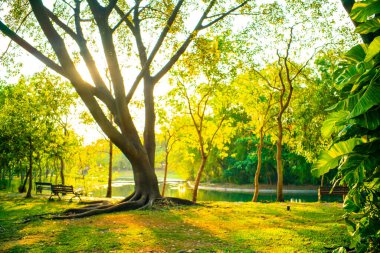 Yeşil ağaç parkı gün batımı ışığı yeşil çayır çimen doğa manzarası