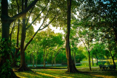 Yeşil ağaç parkı gün batımı ışığı yeşil çayır çimen doğa manzarası