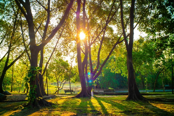 緑の草原の芝生の自然景観に緑の木公園の夕日の光 — ストック写真