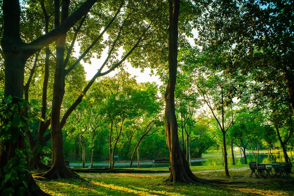 Grönt Träd Park Solnedgång Ljus Grön Äng Gräs Natur Landskap — Stockfoto