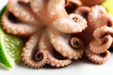 yakın çekim ahtapot ve bir dilim limon yakın çekim bir beyaz backgro