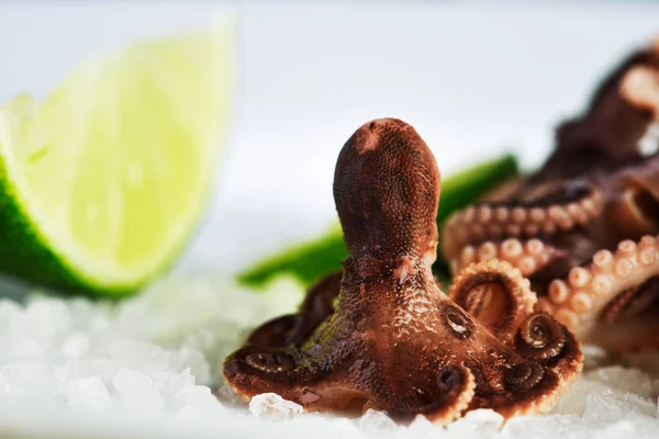 front view small octopus and slices of lime on a coarse salt lay