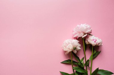 Pastel pembe arka planda güzel şakayık çiçekleri, metin için kopyalama alanı, üst görünüm, düz yatış tarzı. Anneler günün kutlu olsun tebrik kartı maketi. Uluslararası Kadın Günü. Sevgililer Günü şablonu