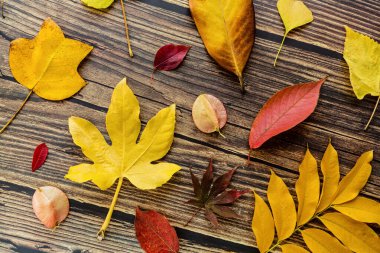 Kahverengi ahşap arka planda sarı ve kırmızı yapraklar. Mevsimlik kompozisyon, sonbahar, şükran günü, bitki konsepti. Model, şablon, genel giderler