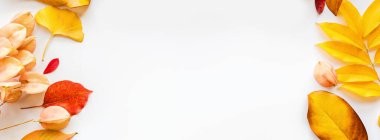 Beyaz arka planda sarı ve kırmızı yapraklı web pankartı. Mevsimlik kompozisyon, sonbahar, şükran günü, bitki konsepti. Model, şablon, genel giderler