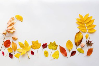 Beyaz arka planda sarı ve kırmızı yapraklar. Mevsimlik kompozisyon, sonbahar, şükran günü, bitki konsepti. Model, şablon, genel giderler