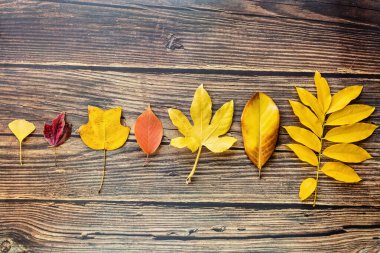 Kahverengi ahşap arka planda sarı ve kırmızı yapraklar. Mevsimlik kompozisyon, sonbahar, şükran günü, bitki konsepti. Model, şablon, genel giderler
