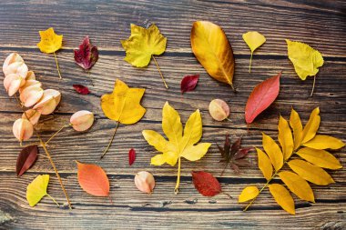 Kahverengi ahşap arka planda sarı ve kırmızı yapraklar. Mevsimlik kompozisyon, sonbahar, şükran günü, bitki konsepti. Model, şablon, genel giderler