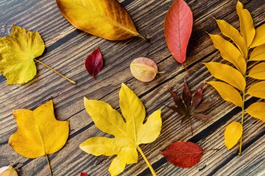 Kahverengi ahşap arka planda sarı ve kırmızı yapraklar. Mevsimlik kompozisyon, sonbahar, şükran günü, bitki konsepti. Model, şablon, genel giderler