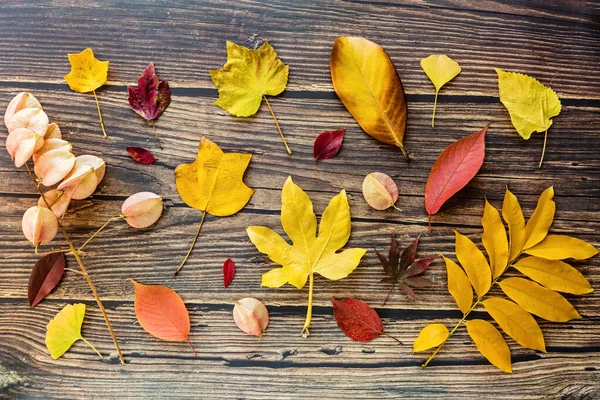 Yellow and red leaves on brown wooden background. Seasonal composition, fall, thanksgiving day, herbarium concept. mockup, template, overhead — Stock Photo, Image