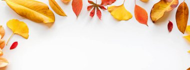 Beyaz arka planda sarı ve kırmızı yapraklı web pankartı. Mevsimlik kompozisyon, sonbahar, şükran günü, bitki konsepti. Model, şablon, genel giderler