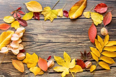 Kahverengi ahşap arka planda sarı ve kırmızı yapraklar. Mevsimlik kompozisyon, sonbahar, şükran günü, bitki konsepti. Model, şablon, genel giderler