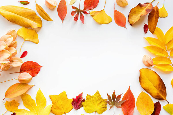 yellow and red leaves on white background. Seasonal composition, fall, thanksgiving day, herbarium concept. mockup, template, overhead