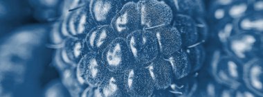 Taze organik ahududulu mavi arka plan. 2020 yılının rengi. Makro fotoğraf. Üst görünüm, düz görünüm, genel görünüm, model, şablon