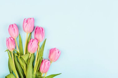 Yukarıdan laleleri ve mavi üzerinde fotokopi alanı olan hediye kutusunu izle. Kadınlar Günü için arka plan, 8 Mart Sevgililer Günü, 14 Şubat. Düz yatış stili, üst görünüm, model, şablon, genel giderler. Tebrik kartı