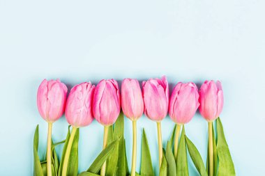 Yukarıdan laleleri ve fotokopi alanı olan hediye kutusunu izle. Kadınlar Günü için arka plan, 8 Mart Sevgililer Günü, 14 Şubat. Düz yatış stili, üst görünüm, model, şablon, genel görünüş. Tebrik kartı