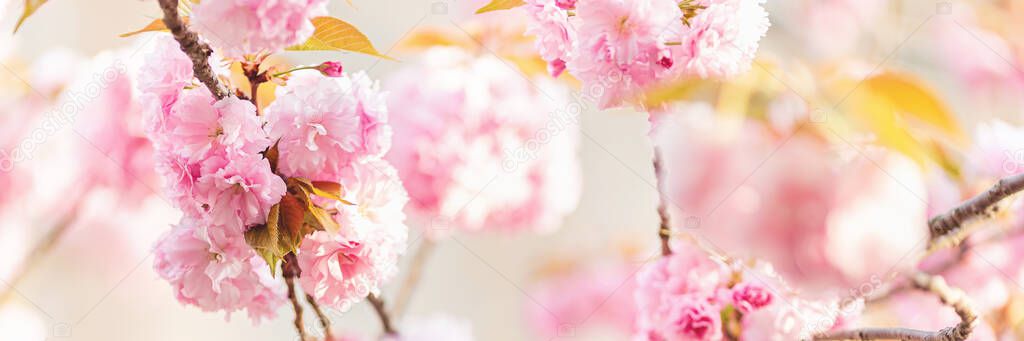 Beautiful floral spring abstract background of nature. Branches of blossoming cherry with soft focus. Web Banner For easter and spring greeting cards with copy space.