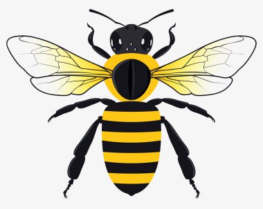 Detaylı bal arı vektör çizim
