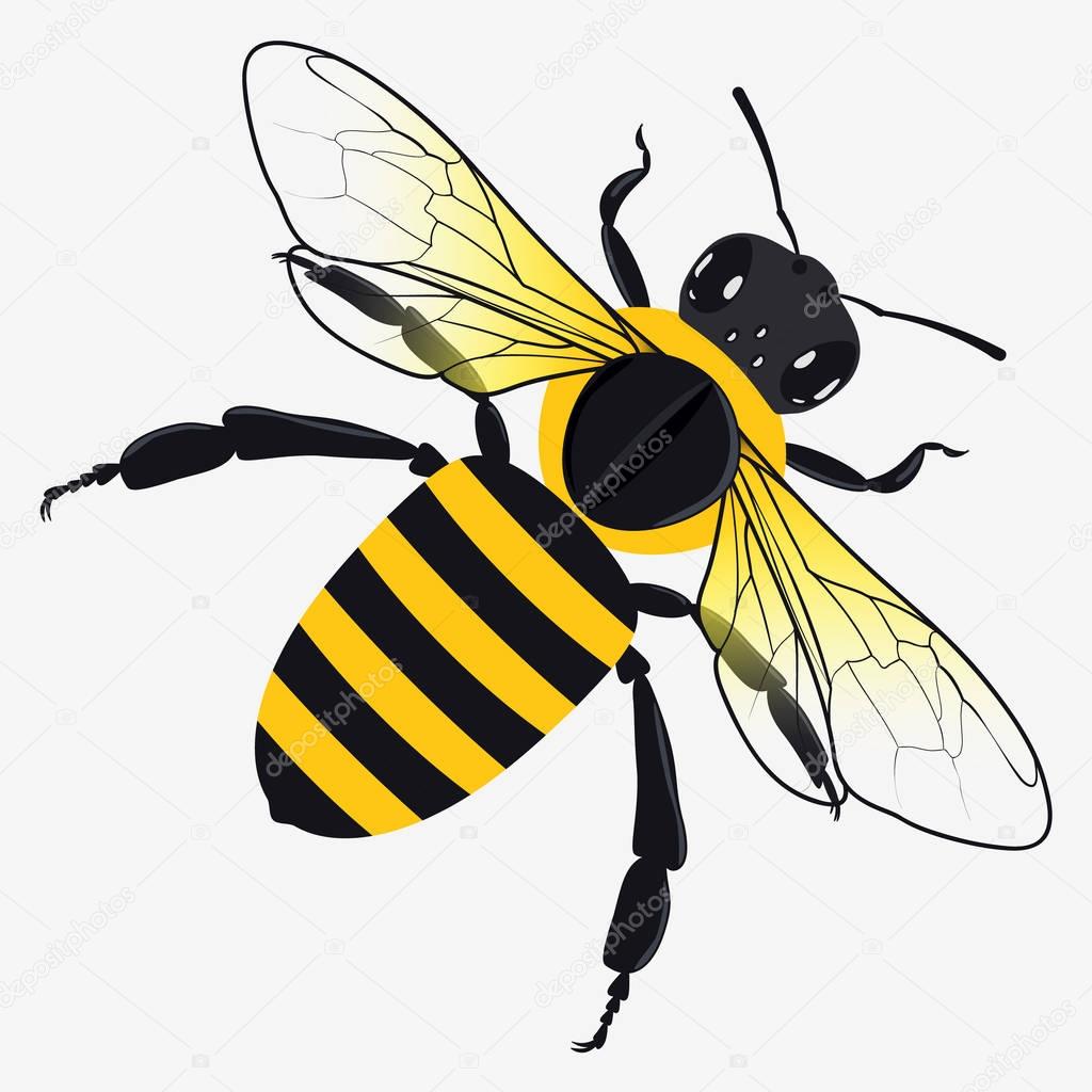 Detailed Honey Bee Vector Illustration