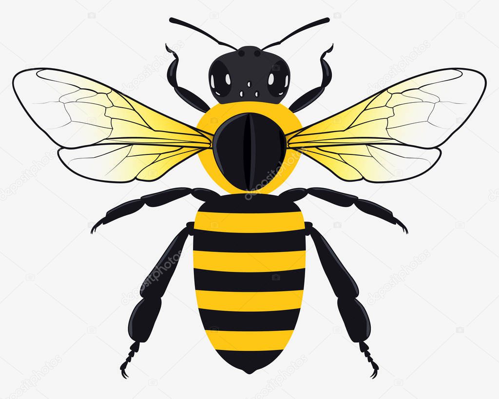 Detailed Honey Bee Vector Illustration