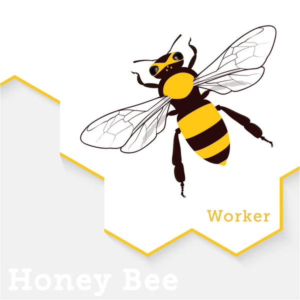 Abeja miel vector ilustración aislado en blanco — Archivo Imágenes Vectoriales