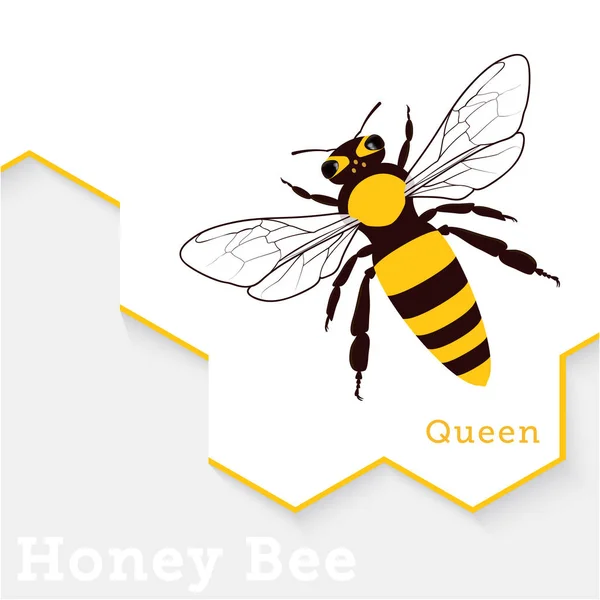 Abeja miel vector ilustración aislado en blanco — Archivo Imágenes Vectoriales