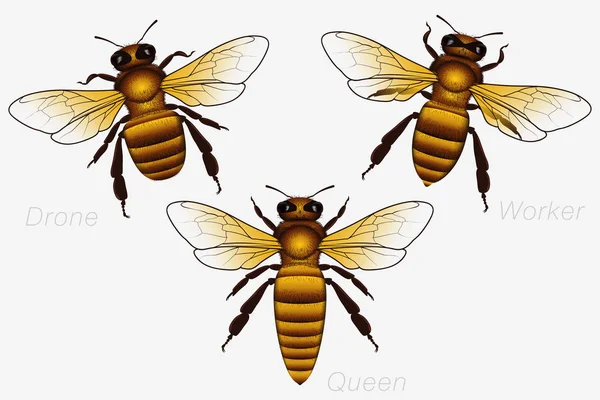 Set von drei Honigbienen. Königin und Arbeiter und Drohne. ausführlich ve — Stockvektor