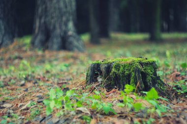 Parkta yapayalnız bir köknar ağacı..