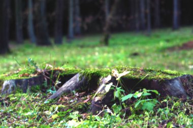 Parkta yapayalnız bir köknar ağacı..