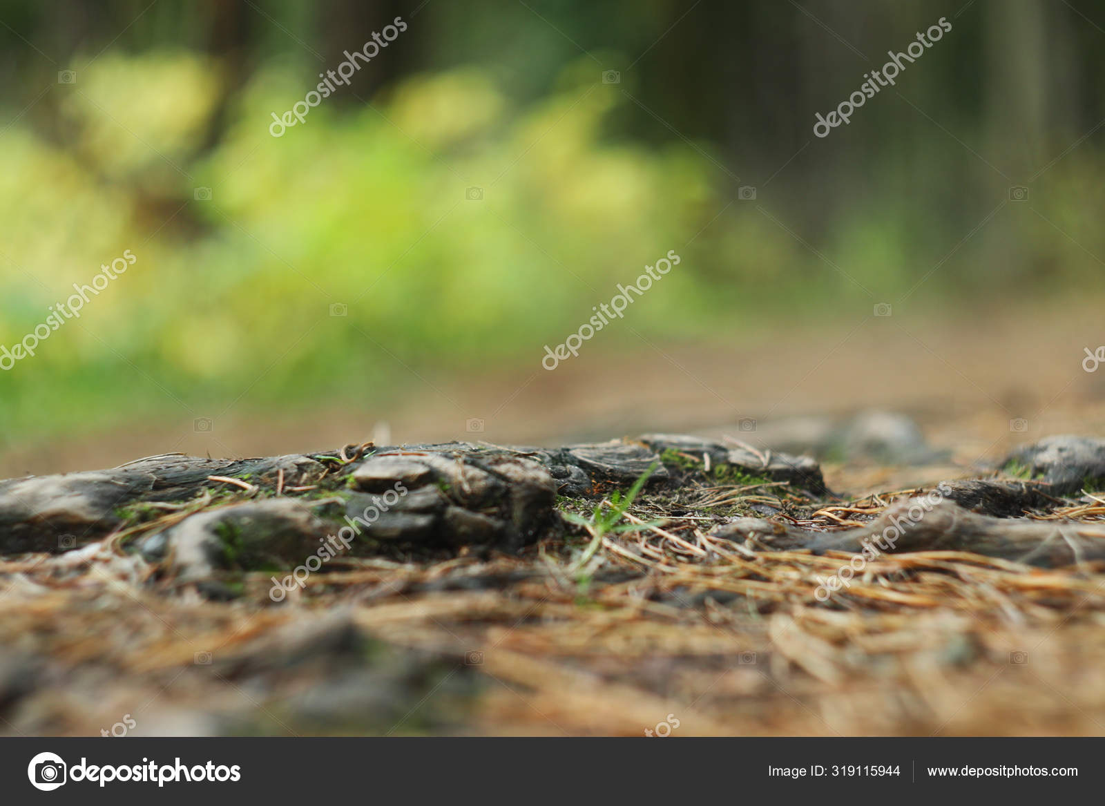 The bare, drying roots of the fir trees. — Stock Photo © mikhail_sheleg