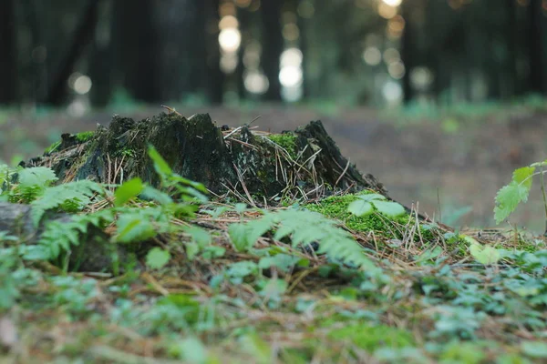 Un vieux tronc de sapin solitaire dans le parc . — Photo