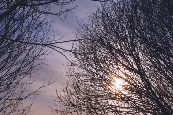 Herfst zon door de takken van een boom. — Stockfoto