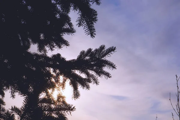 Herfst zon door de takken van een boom. — Stockfoto