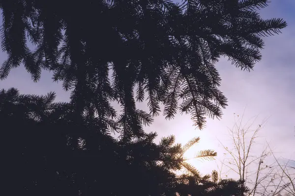 Herfst zon door de takken van een boom. — Stockfoto