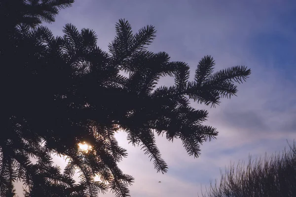 Φθινοπωρινός ήλιος μέσα από τα κλαδιά ενός δέντρου. — Φωτογραφία Αρχείου