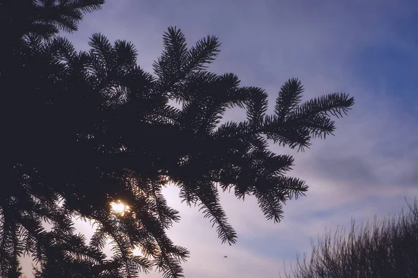 Herfst zon door de takken van een boom. — Stockfoto