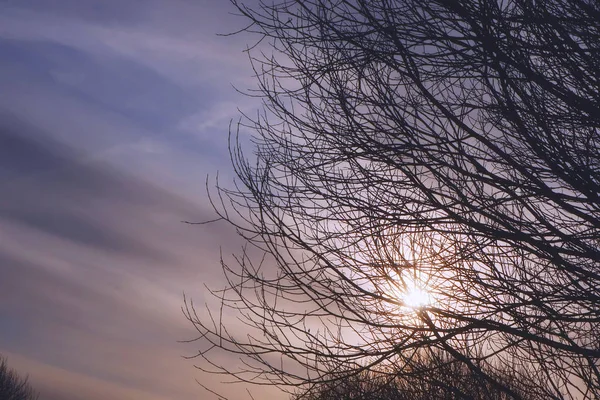 木の枝を通して秋の太陽. — ストック写真