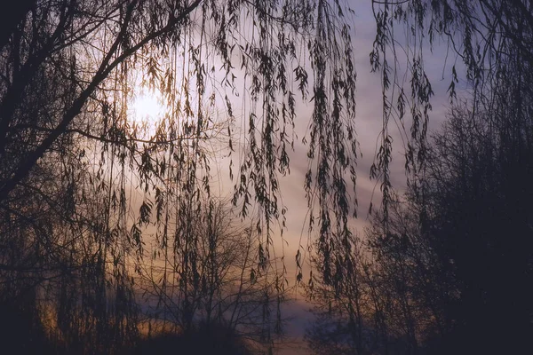 Herfst zon door de takken van een boom. — Stockfoto