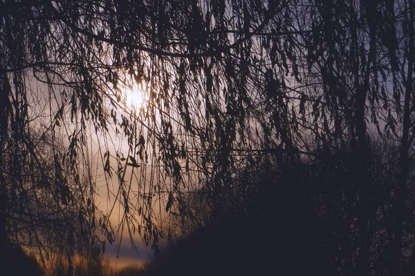 Herfst zon door de takken van een boom. — Stockfoto