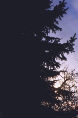 Bir ağacın dallarında sonbahar güneşi.