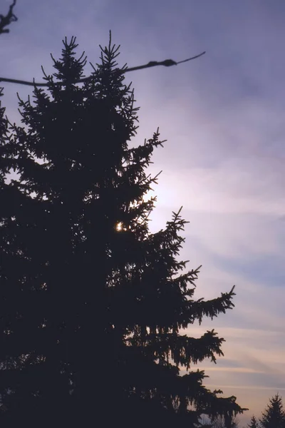 Herfst zon door de takken van een boom. — Stockfoto