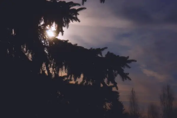 Φθινοπωρινός ήλιος μέσα από τα κλαδιά ενός δέντρου. — Φωτογραφία Αρχείου