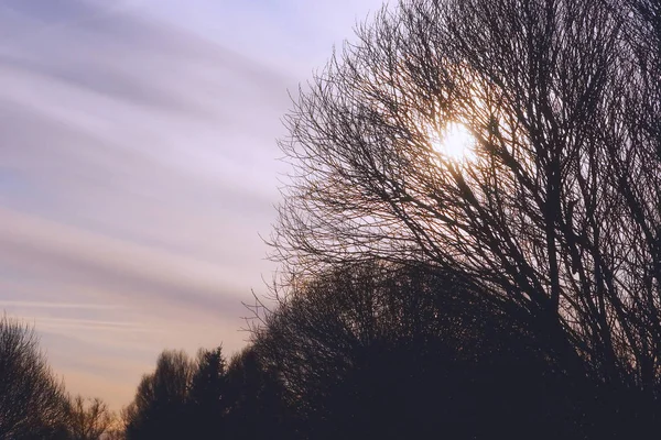 木の枝を通して秋の太陽. — ストック写真