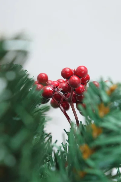 Árbol de Navidad verde ligeramente espolvoreado con nieve . — Foto de Stock