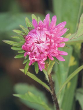 Parlak renkli ayakkabılar bahçenin yeşilliğinde boğuluyor..
